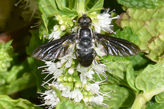 Pseudopenthes hesperis