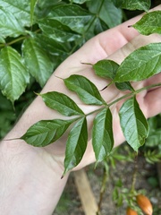 Campsis