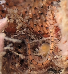 Odontosyllis phosphorea
