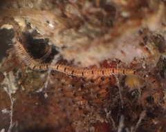 Odontosyllis phosphorea