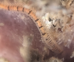 Odontosyllis phosphorea