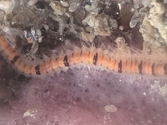 Odontosyllis phosphorea