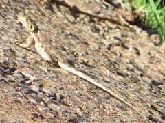 Agama lionotus