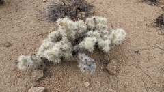 Cylindropuntia chuckwallensis