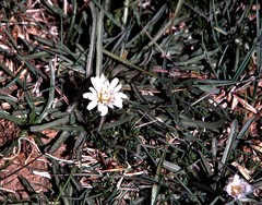 Taraxacum leucanthum