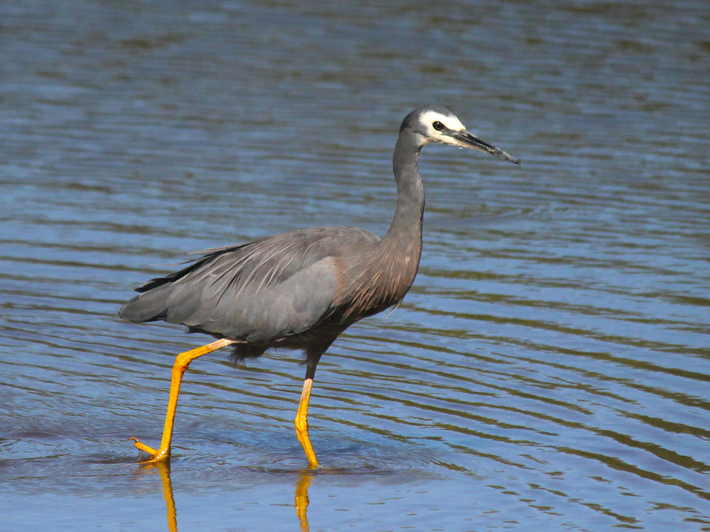 White-faced Heron from Oaklands Wetland, SA, Australia on February 14 ...