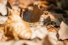 Euprepiophis conspicillata