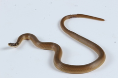 Coniophanes meridanus