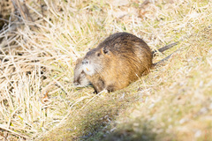 Myocastor coypus