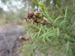 Melaleuca trichostachya