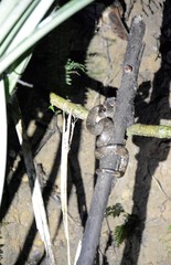 Craspedocephalus puniceus