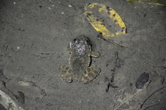 Limnonectes kuhlii