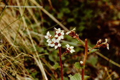 Boykinia richardsonii