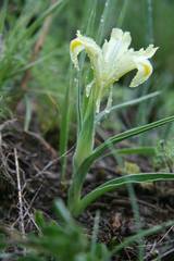 Iris caucasica