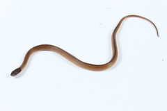 Coniophanes schmidti