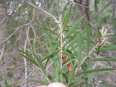 Melaleuca trichostachya