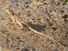 Agama lionotus