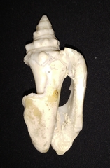 Persististrombus granulatus