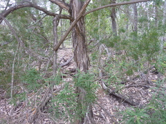 Melaleuca trichostachya