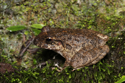 Palenque Robber Frog
