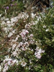 Asperula supina caespitans