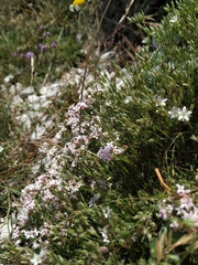 Asperula supina caespitans