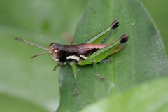 Methiolopsis geniculata