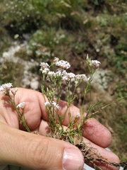 Asperula supina caespitans