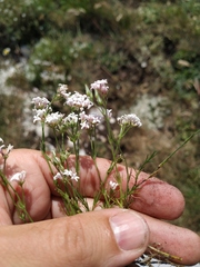 Asperula supina caespitans
