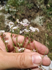 Asperula supina caespitans