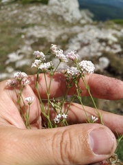 Asperula supina caespitans