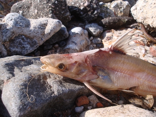 Parapimelodus valenciennis