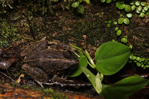 Palenque Robber Frog