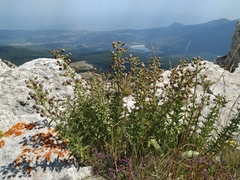 Scrophularia rupestris