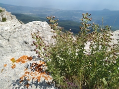 Scrophularia rupestris