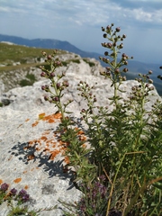 Scrophularia rupestris