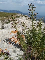 Scrophularia rupestris