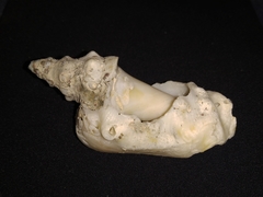 Persististrombus granulatus