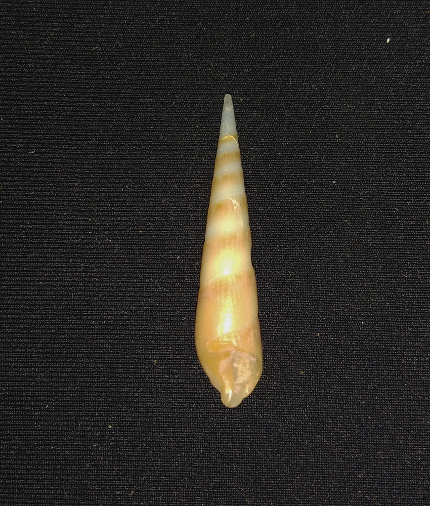 Hastula luctuosa