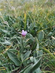Aster amellus bessarabicus
