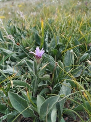Aster amellus bessarabicus