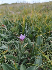Aster amellus bessarabicus
