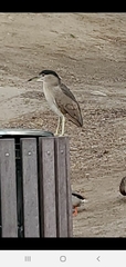 Nycticorax nycticorax