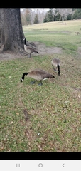 Branta canadensis
