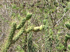 Austrocylindropuntia subulata