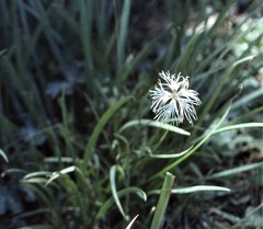 Dianthus kuschakewiczii