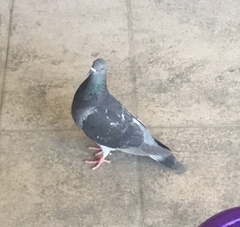 Columba livia domestica