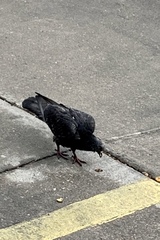 Columba livia domestica
