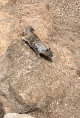 Otospermophilus variegatus