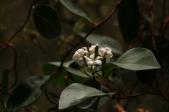 Billardiera floribunda